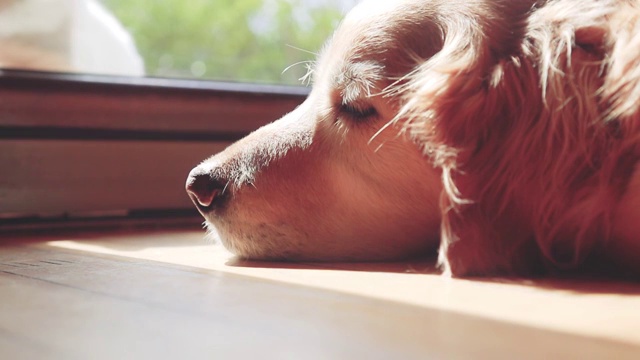 金毛猎犬视频素材