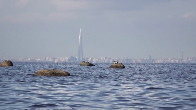 从芬兰湾俯瞰圣彼得堡的全景。正在建设中的俄罗斯天然气工业股份公司城楼位于市中心视频素材