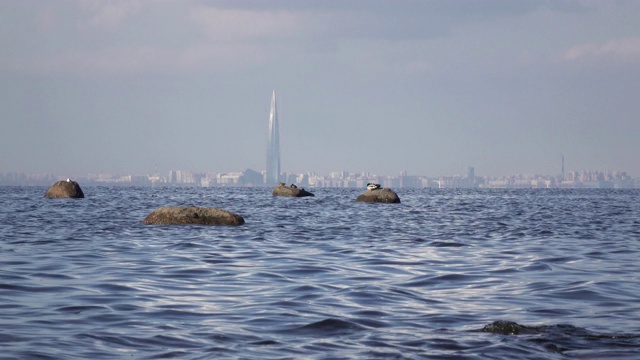 从芬兰湾俯瞰圣彼得堡的全景。正在建设中的俄罗斯天然气工业股份公司城楼位于市中心视频素材