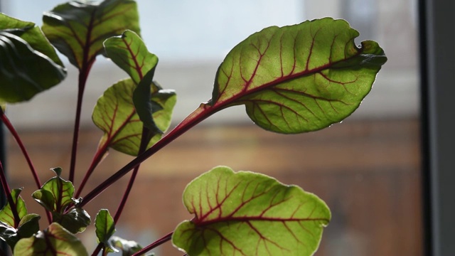 绿色室内植物，在阳光下洒水视频素材