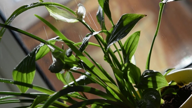 绿色室内植物，在阳光下洒水视频素材