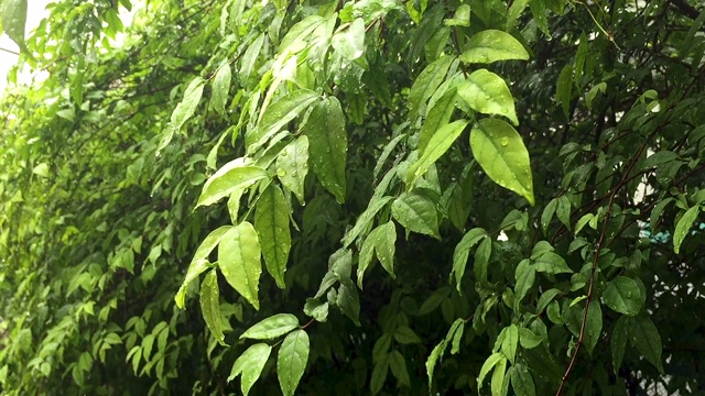 绿叶带雨视频素材