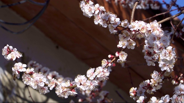 杏树开花，蜜蜂坐在花上视频素材