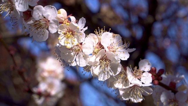 杏树花非常漂亮的特写视频素材