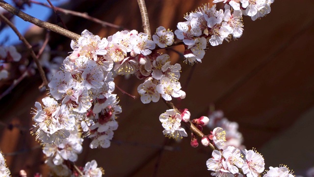 杏树开花，蜜蜂飞到花附近视频素材