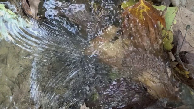 顶角视图的河流流过树叶视频下载