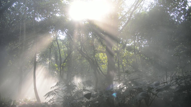 阳光下的热带雨林视频素材