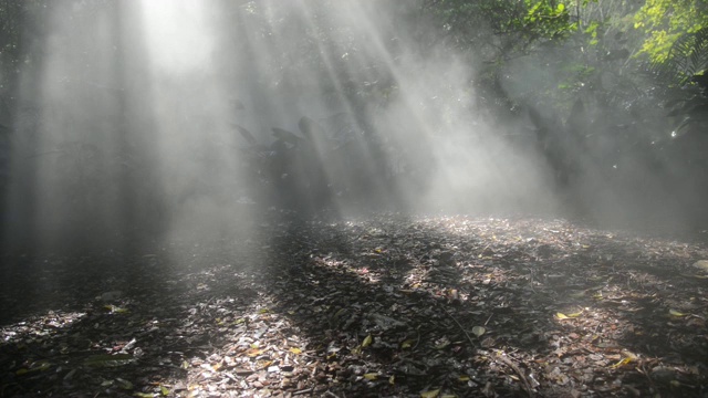 阳光下的热带雨林视频素材