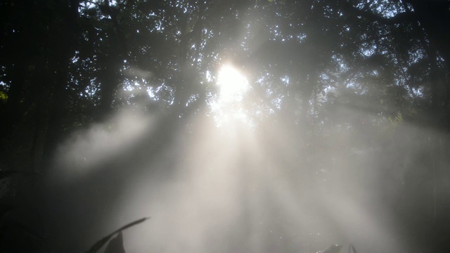 阳光下的热带雨林视频素材