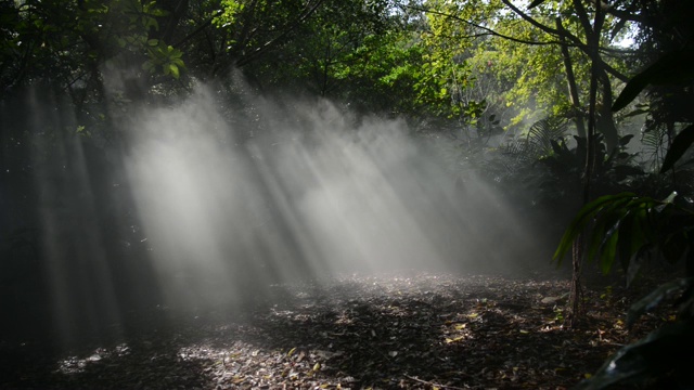 阳光下的热带雨林视频素材