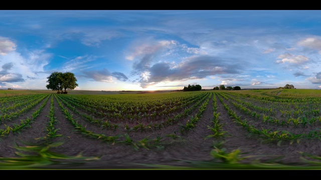 360 VR /莱姆树在日落现场视频素材