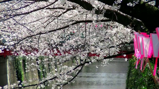 东京的樱花景观视频素材