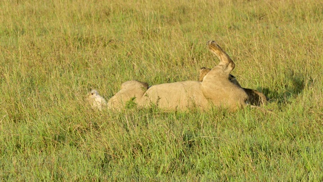 非洲狮，狮子Panthera Leo，母狮和两个幼崽哺乳，马赛马拉国家保护区，肯尼亚，非洲视频素材