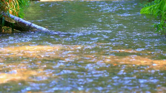 河流、运河和小溪在森林中流动。视频素材