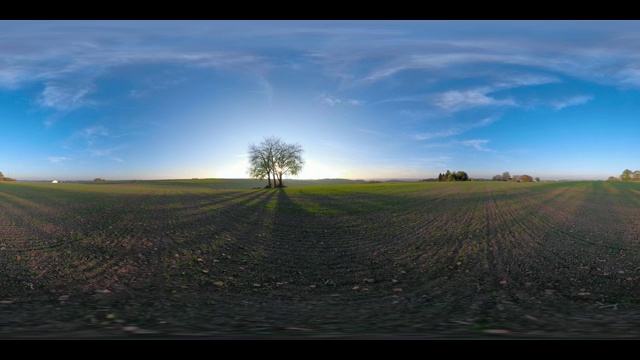 360 VR /孤独的酸橙树在日落现场视频素材