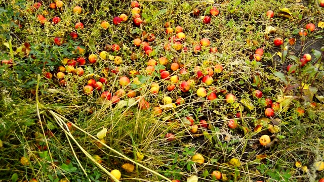 成熟的苹果，从苹果树上掉下来，躺在草地上和花园里的小路上。秋天的风景视频素材