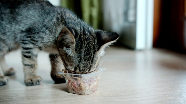 家猫宝宝匆忙地吃着食物视频素材