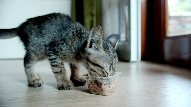 家猫宝宝匆忙地吃着食物视频素材