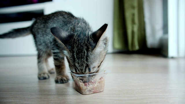 家猫宝宝匆忙地吃着食物视频素材