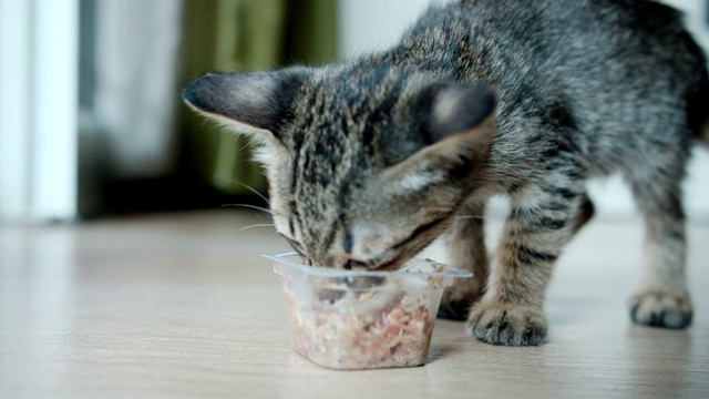 家猫宝宝匆忙地吃着食物视频素材