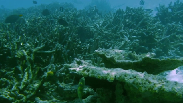 水下死亡的珊瑚礁和美丽的鱼类。浮潜。马尔代夫、印度洋。视频素材