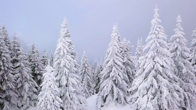 松树被大雪覆盖视频素材