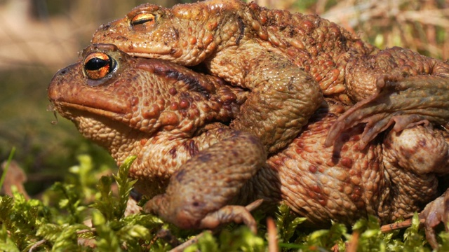 (Bufo Bufo)-复制蟾蜍视频素材