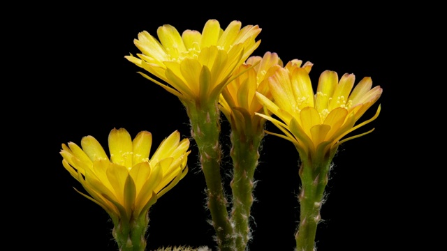 特写花时间推移- Lobivia仙人掌黄色颜色视频素材