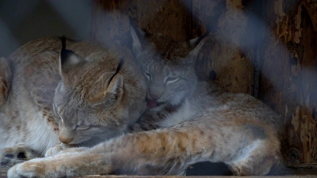 大型野生掠食猫，山猫视频素材