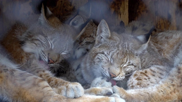 大型野生掠食猫，山猫视频素材