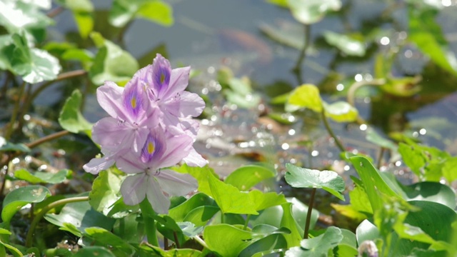 水葫芦花在水库视频素材