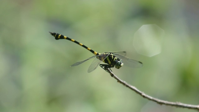 蜻蜓在小树枝上休息视频素材