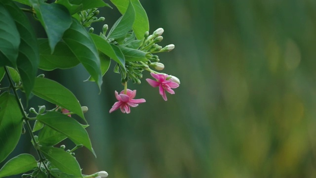 粉红色的花随风摇曳视频素材