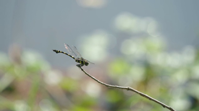 蜻蜓飞着，又回到了树枝上视频素材