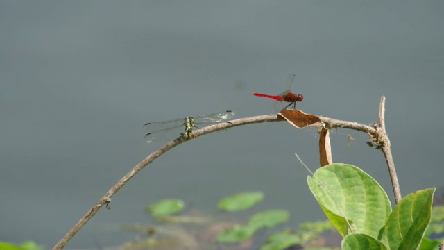 水库附近有两种蜻蜓视频素材