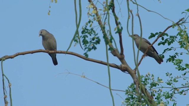 栗尾椋鸟呆在摇晃的树上视频素材