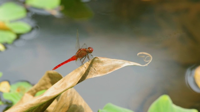 蜻蜓在干燥的植物上休息视频素材