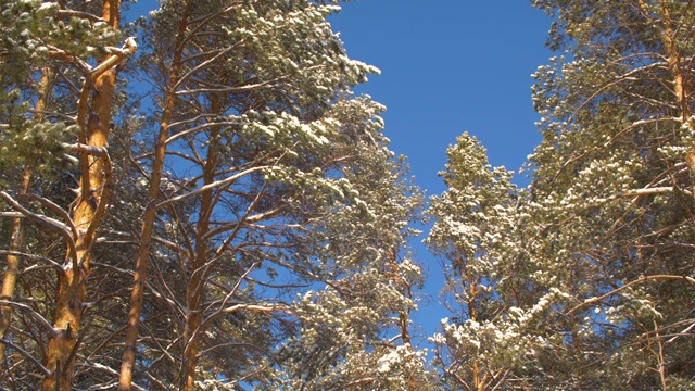 冬日的松树覆盖着皑皑白雪，在阳光明媚的森林里视频素材