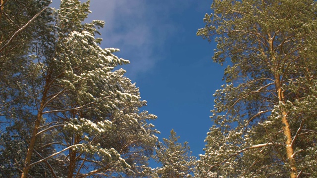 雪白的树和蓝天和一些云。视频素材