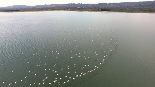 爱丽儿看到的大火烈鸟在湖中以模式飞行视频素材