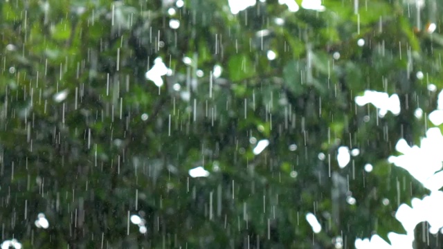 森林里雨的慢镜头视频素材