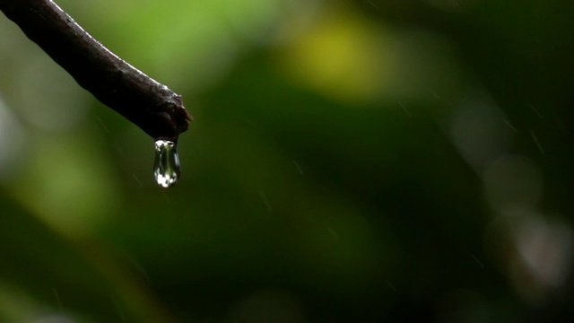 森林里雨的慢镜头视频素材