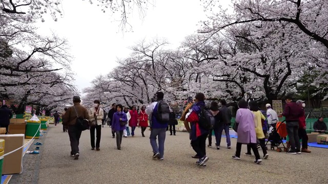 上野公园的樱花节。上野公园是最好的地方之一视频素材