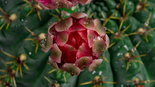 特写花的时间推移-体操钙Baldianum视频素材