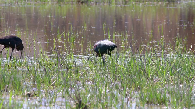 朱鹭(Plegadis falcinellus)在湿地上行走和狩猎视频素材