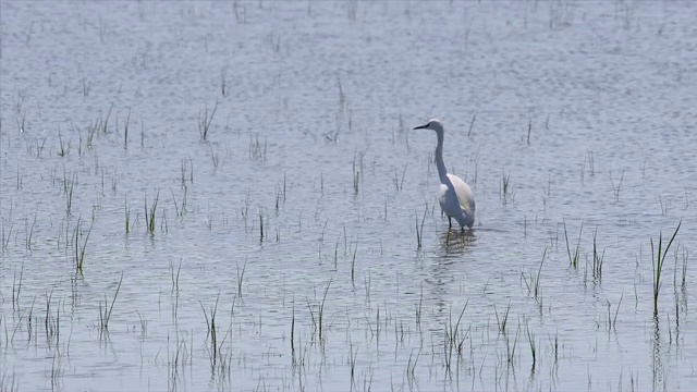 阳光明媚的日子里，小白鹭在湿地上觅食昆虫视频素材