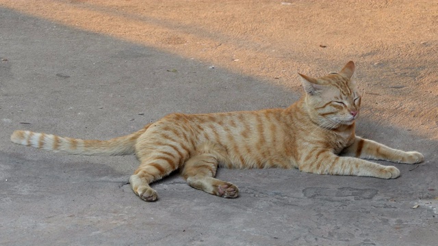 黄色的猫放松视频素材