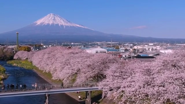 日本静冈县的富士山和樱花景观。视频购买