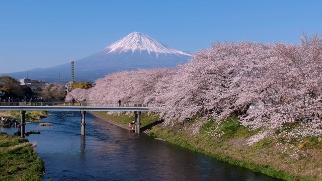 日本静冈县的富士山和樱花景观。视频素材