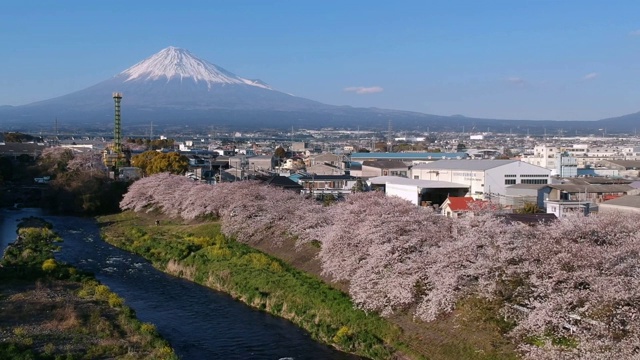 日本的风景有富士山和樱花视频素材